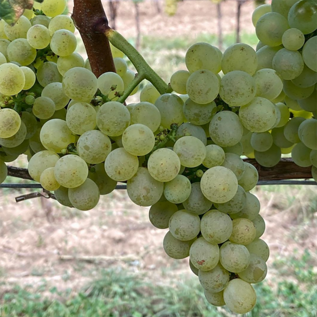 Naked White 2024 0.75 l