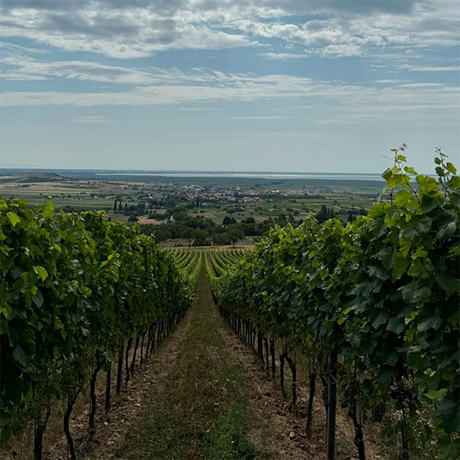 Naked White 2024 0.75 l