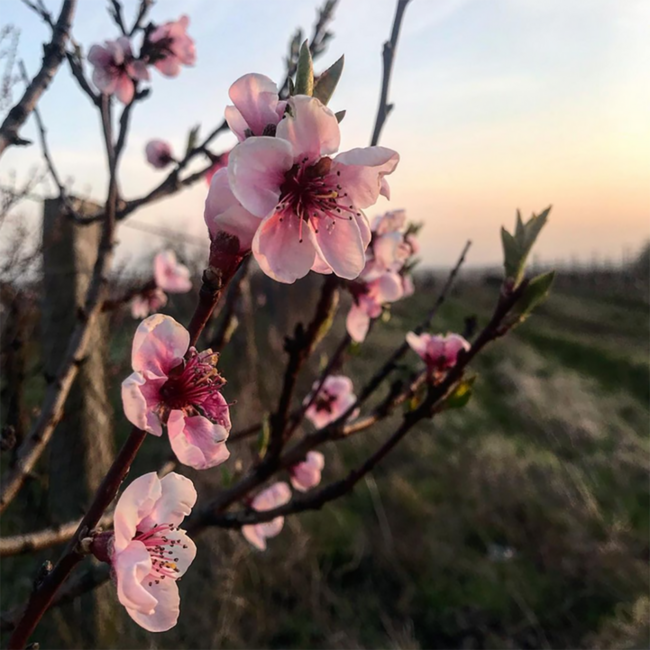 Naked White 2024 0.75 l