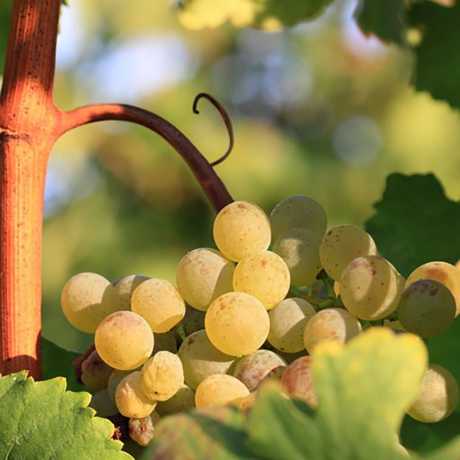 Kremser Grüner Veltliner vom Urgestein 2024 0.75 l