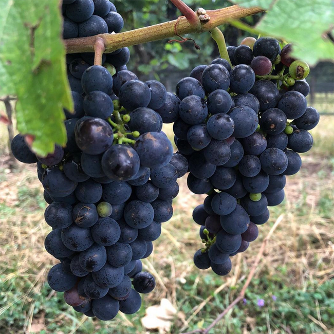 Pinot Noir BIO 2024 0.75 l