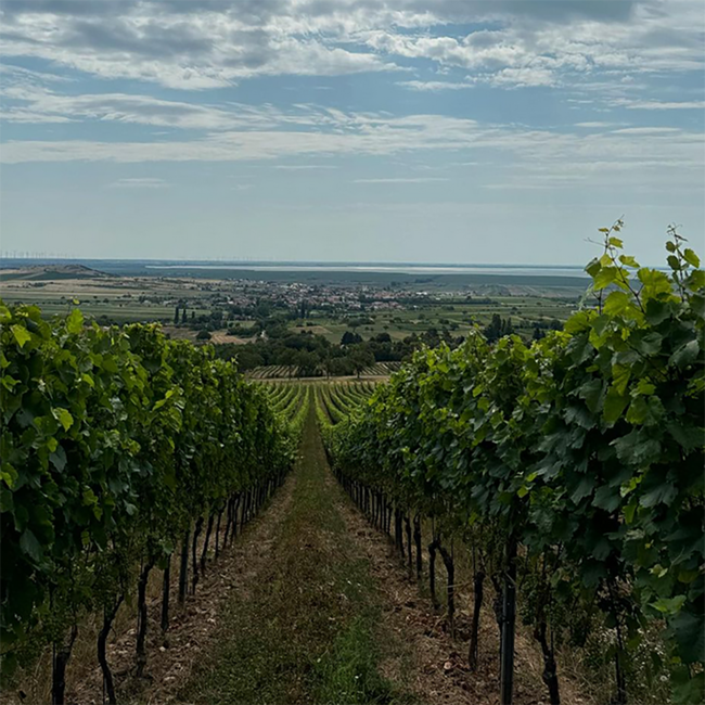 Zweigelt BIO 2020 0.75 l