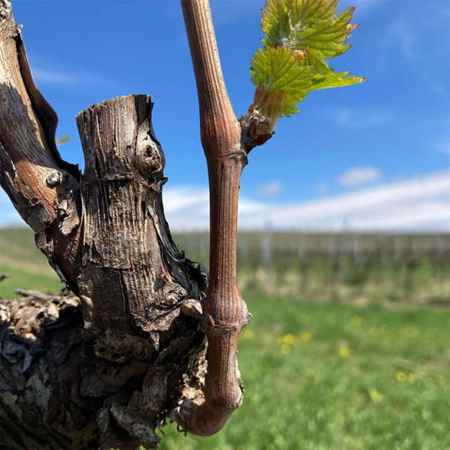 Pannobile (ZW/BF) BIO 2021 0.75 l