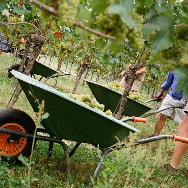 Chardonnay Leithaberg DAC BIO 2023 0.75 l