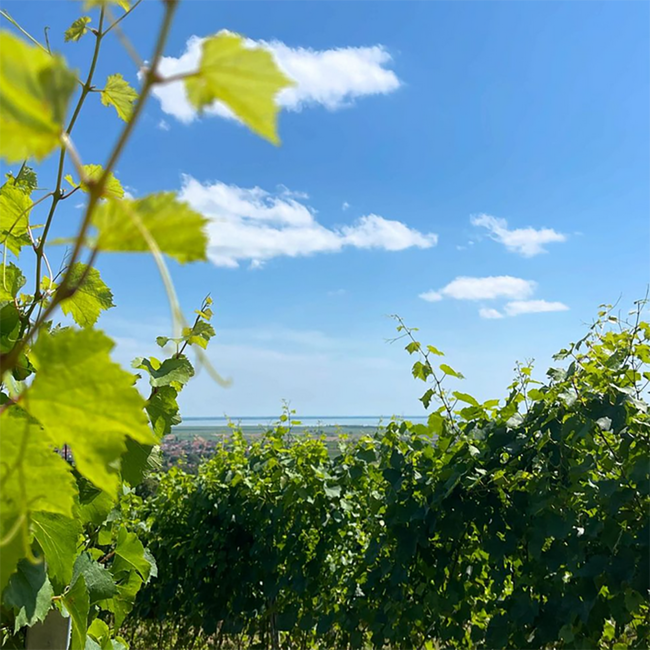 Blaufränkisch BIO 2020 0.75 l