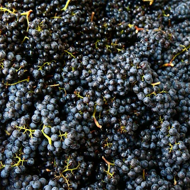 Blaufränkisch BIO 2020 0.75 l