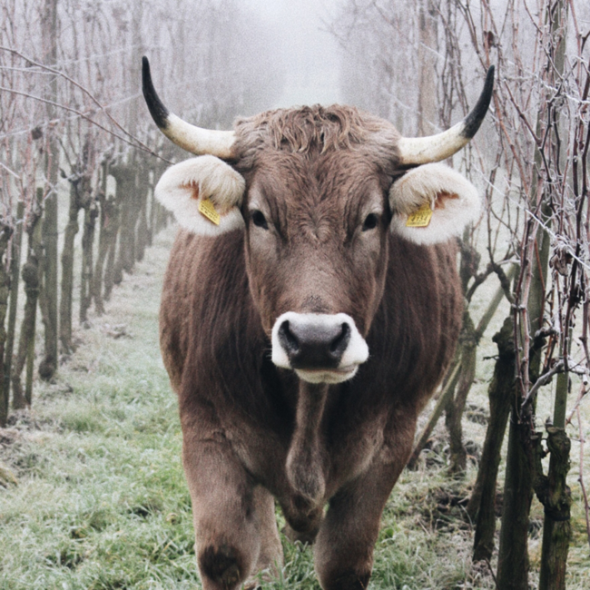 Merlot Alto Adige DOC 2021 0.75 l