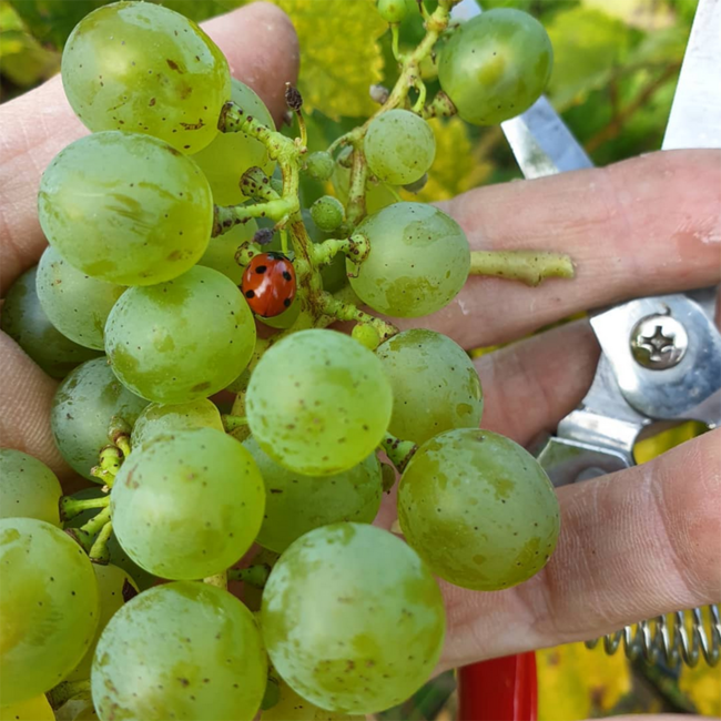 Grüner Veltliner Langenlois Kamptal DAC BIO 2025 0.75 l