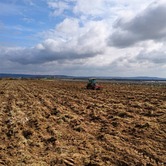 Grüner Veltliner Langenlois Kamptal DAC BIO 2024 0.75 l