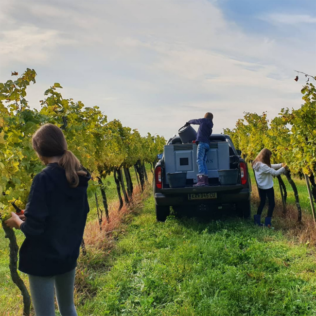 Grüner Veltliner Langenlois Kamptal DAC BIO 2025 0.75 l