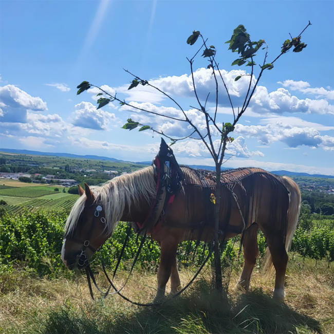 Grüner Veltliner Purus Kamptal DAC 2020 0.75 l