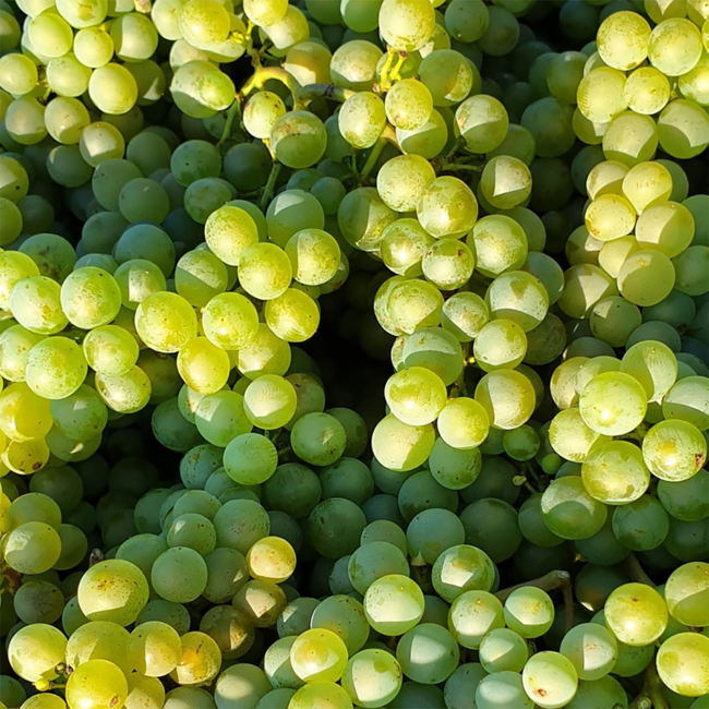 Grüner Veltliner Purus Kamptal DAC 2021 0.75 l