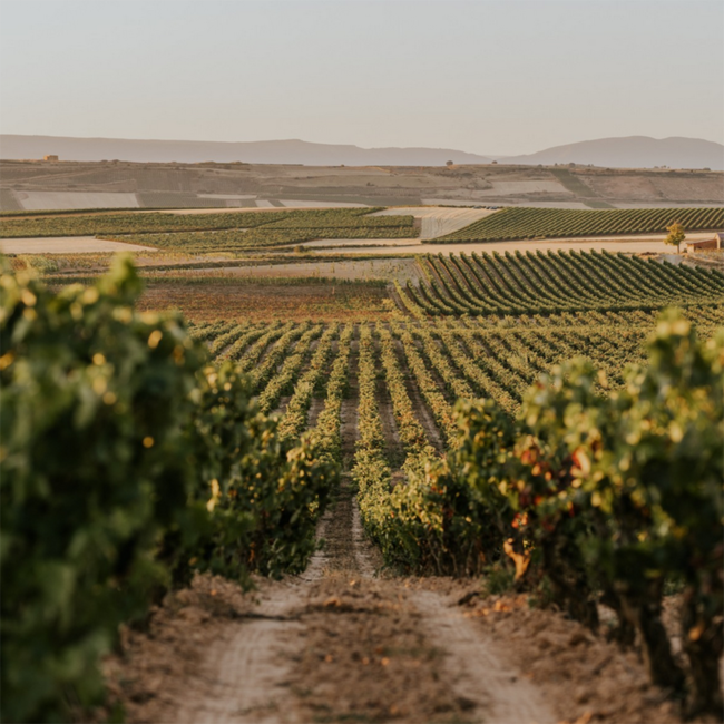 Cune Crianza Rioja DOCA 2021 0.75l