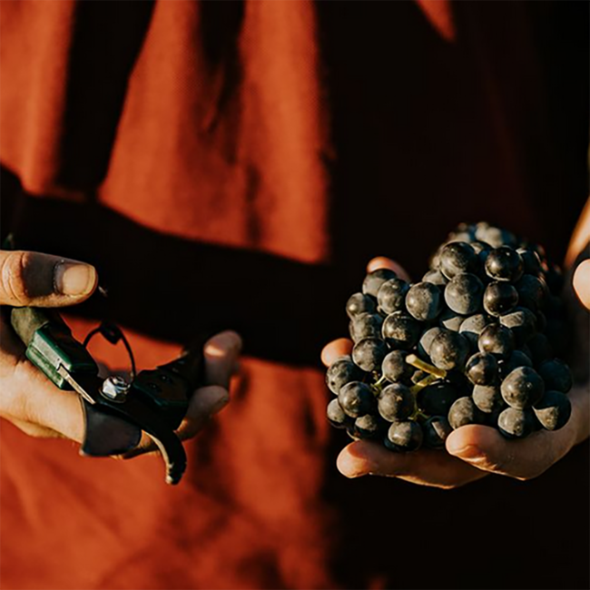 Cune Crianza Rioja DOCa 2022 0,75 l