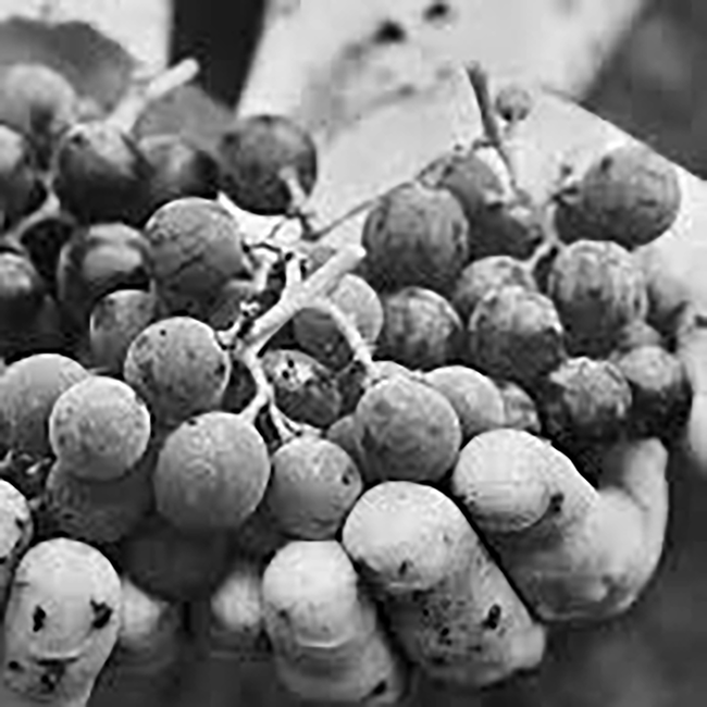 Chardonnay Carnuntum DAC 2025 0.75 l