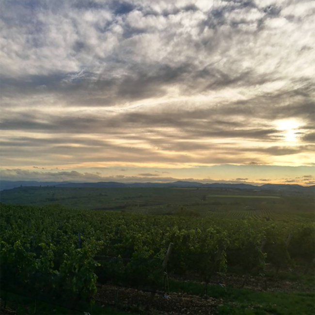 Cuvée Liubisa (SG/PN) 0.75 l