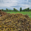 Grüner Veltliner Löss 2025 0.75 l
