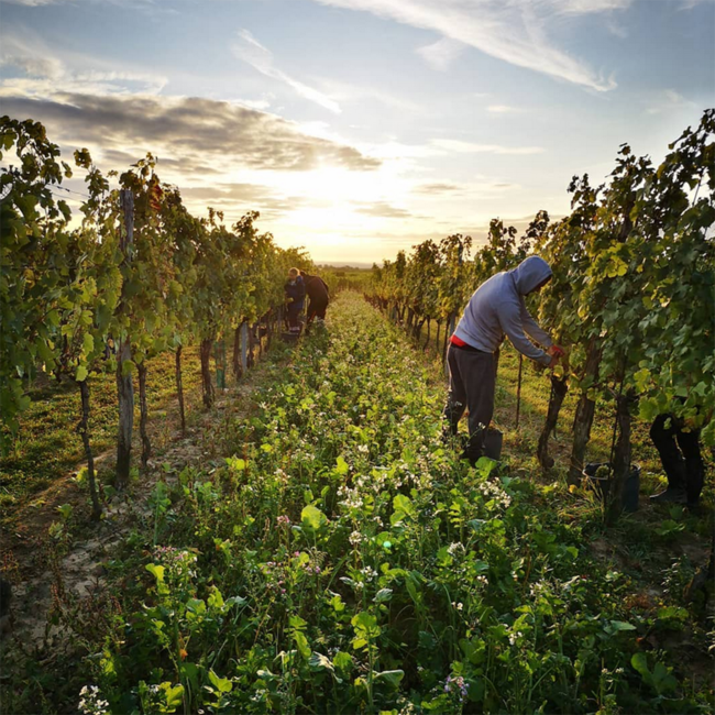 Grüner Veltliner Ried Kittmannsberg 1 ÖTW Kamptal DAC 2022 0.75 l