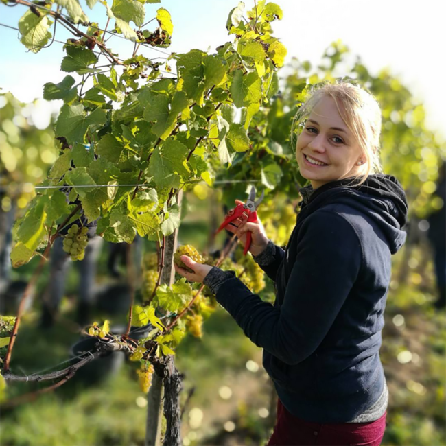 Grüner Veltliner Ried Thal Kamptal DAC 2023 0.75 l