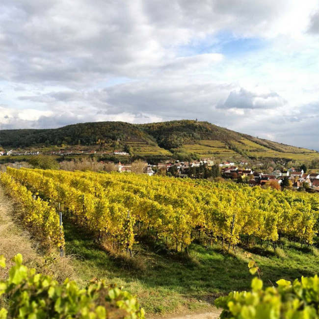 Grüner Veltliner Maximum Reserve Kamptal DAC 2023 0.75 l