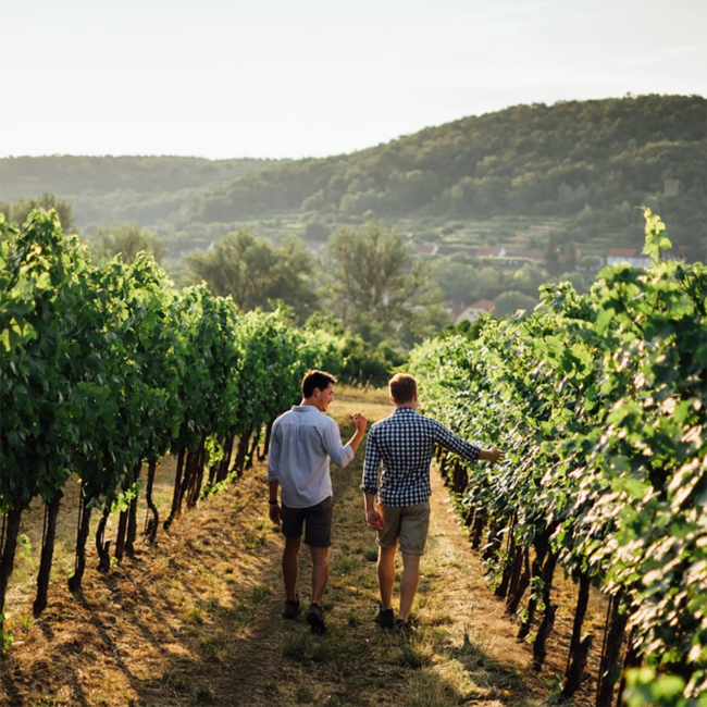 Grüner Veltliner Maximum Reserve Kamptal DAC 2023 0.75 l