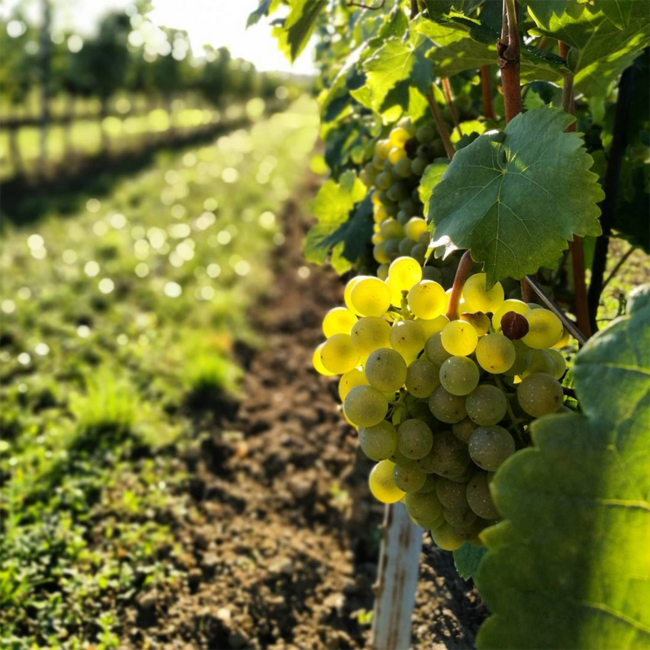 Riesling Ried Heiligenstein 1.ÖTW Kamptal DAC 2024 0.75 l