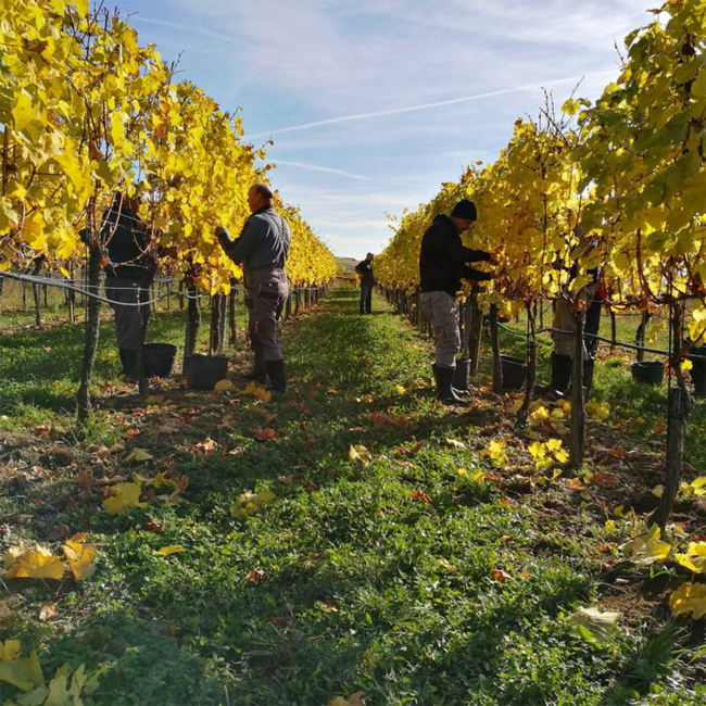 Riesling Ried Heiligenstein 1.ÖTW Kamptal DAC 2024 0.75 l