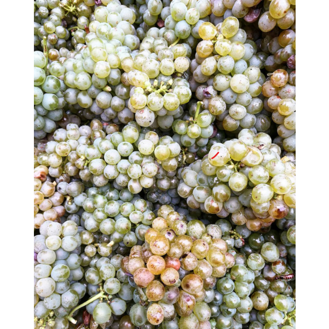 Riesling Ried Steinhaus 1.ÖTW Kamptal DAC 2022 0.75 l