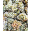 Riesling Ried Steinhaus 1.ÖTW Kamptal DAC 2023 0.75 l
