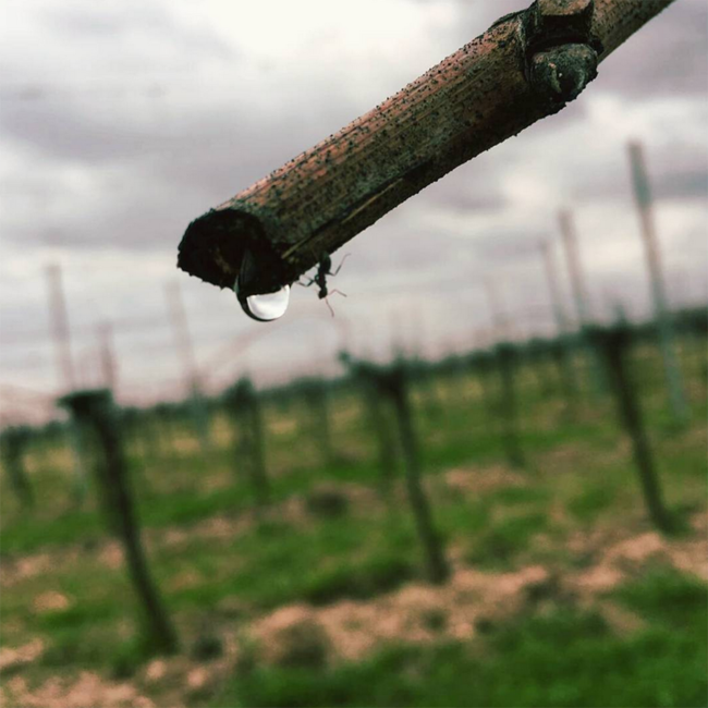 Riesling Ried Steinhaus 1.ÖTW Kamptal DAC 2022 0.75 l