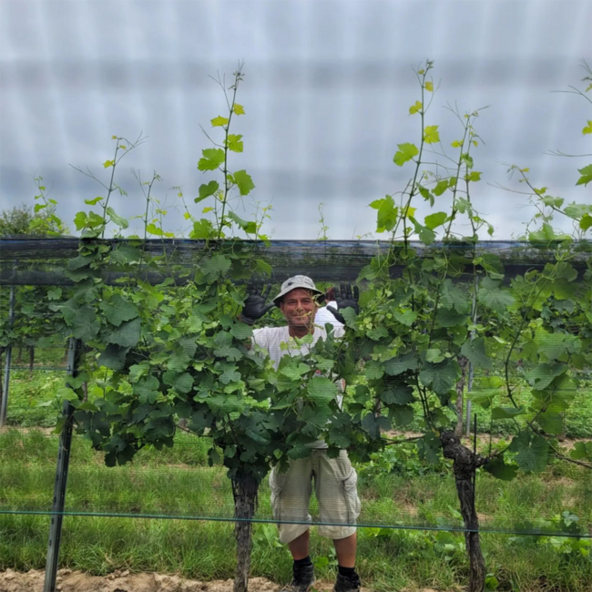 Sauvignon Blanc Reserve Ried Steinberg 2019 0.75 l