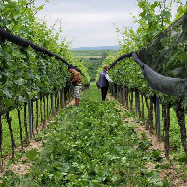 Weißburgunder Langenloiser Kalksand 2023 0.75 l