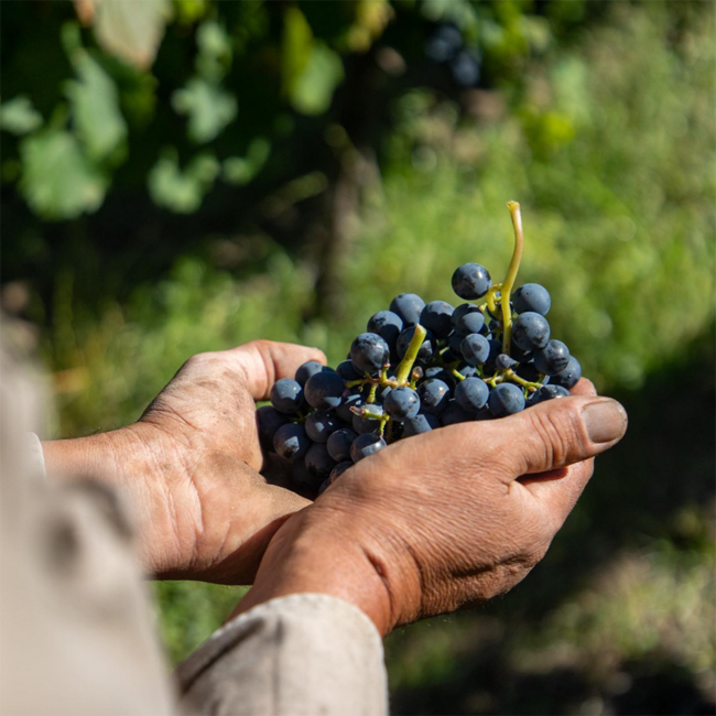 Catena Zapata Malbec Argentino 2022 0.75 l