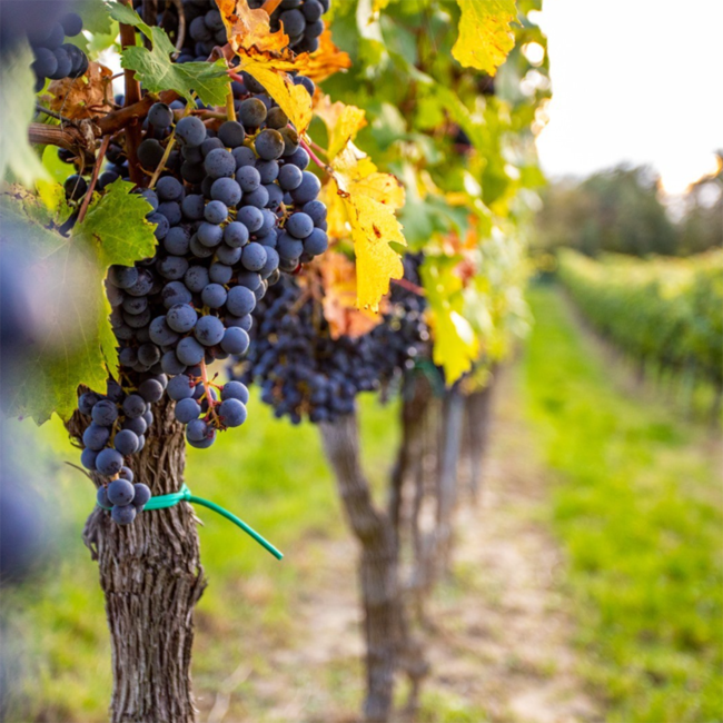 Cuvee Q2 (BF/CS/SY) 2021 0.75 l