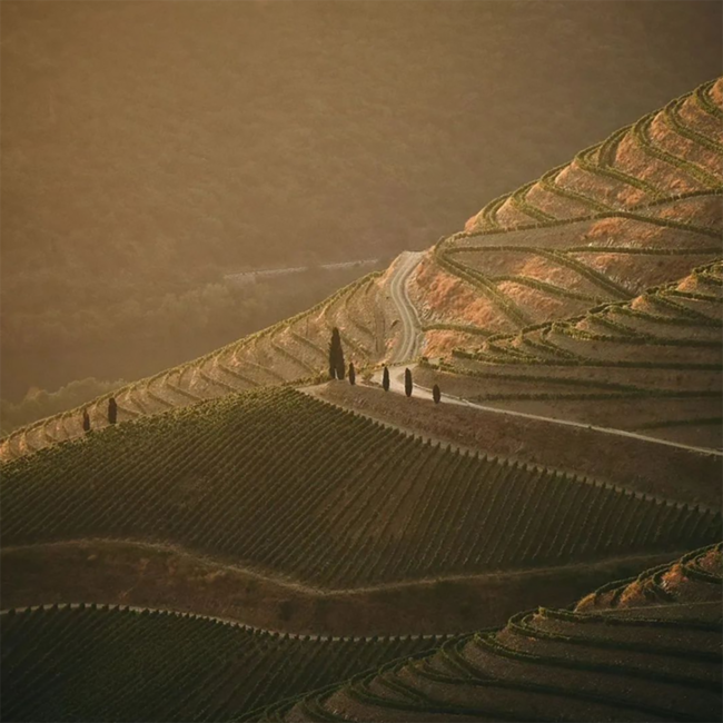 Dalva Colheita 1999  Porto Portwein 0.75 l