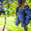 Monferrato D.O.C. Nebbiolo Neuve 2022 0.75 l