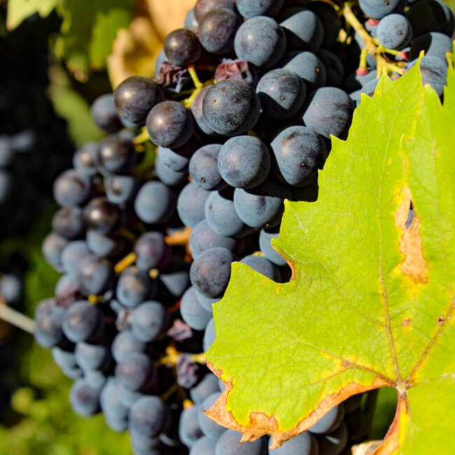 Costa Dolcetto di Ovada DOC 2023 0.75 l