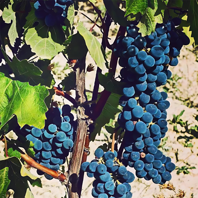 Actarus Primitivo di Manduria DOP 2023 0.75 l