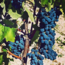 Actarus Primitivo di Manduria DOP 2023 0.75 l