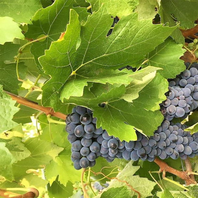 Josuè (NdA/CS) Rosso Terre Siciliane IGP 2019 0.75 l