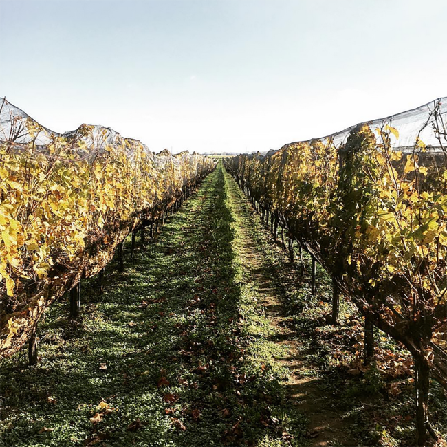 Cuvee Beerenauslese 2021 0.375 l