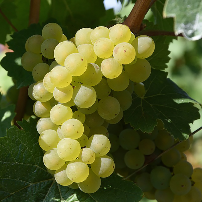 Pinot Grigio Terre Siciliane IGP Lunatico 2025 0.75 l