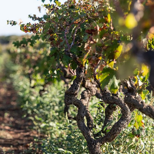 Pinot Grigio Terre Siciliane IGP Lunatico 2024 0.75 l