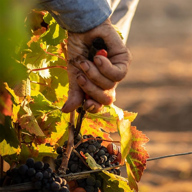 Zolla Primitivo di Manduria DOP 2024 0.75 l