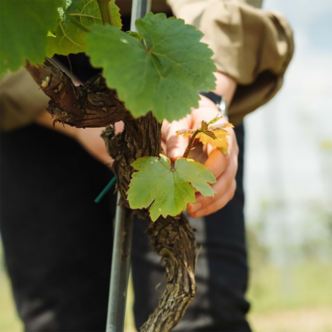 Chardonnay Ried Kräften Carnuntum DAC 2022 0.75 l