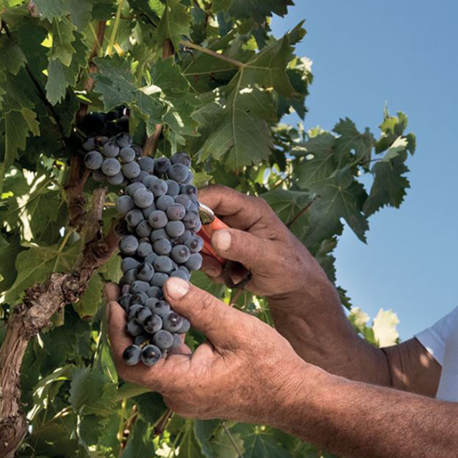 Mille e una Notte Sicilia DOC 2020 0.75 l