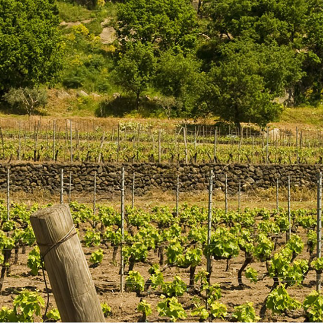 Etna Bianco DOC 2023 0.75 l