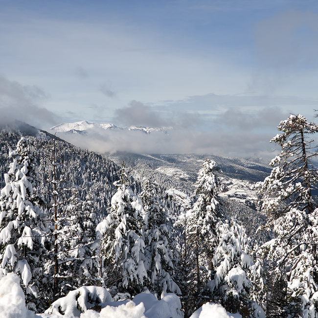 Prinz Gamsblut Waldbeeren Likör Winter Edition 0.5 l 23% vol