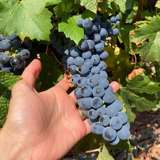 Syrah Alpha 2022 0.75 l