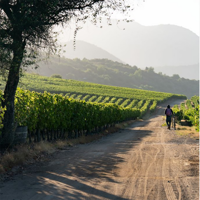 Syrah Alpha 2022 0.75 l